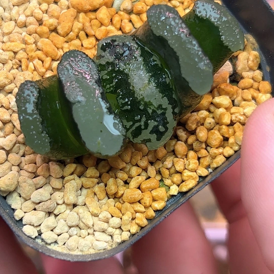 碧空玉扇特选十二卷多肉