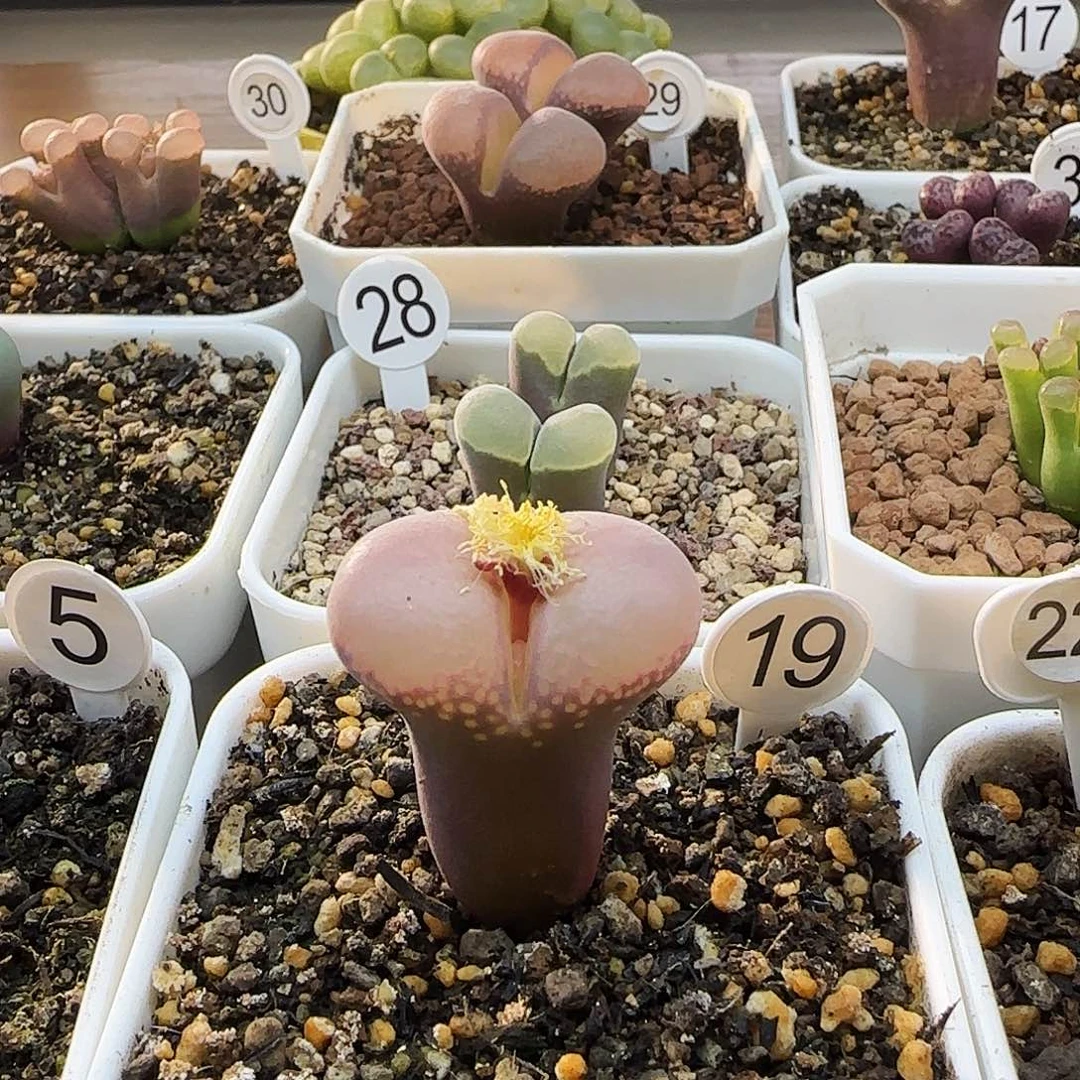 正版日系白花开花株