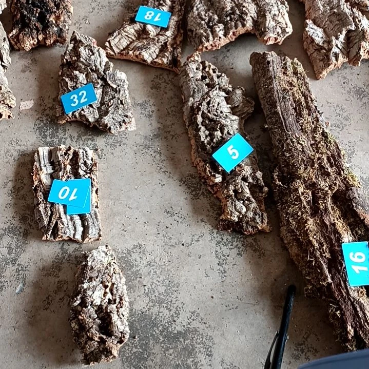 木一物一拍一物一发