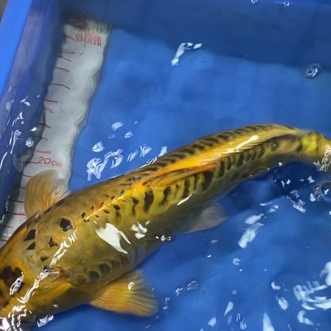 锦鲤冷水金龙包邮