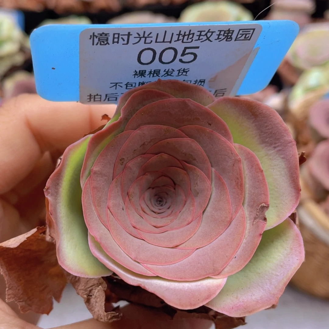 山地玫瑰005裸根发货不售后