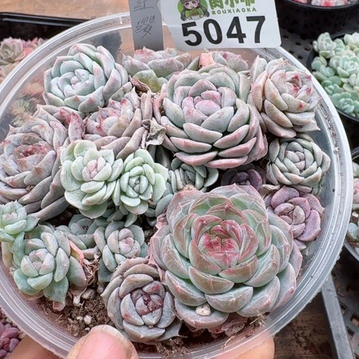 多肉植物多肉植物