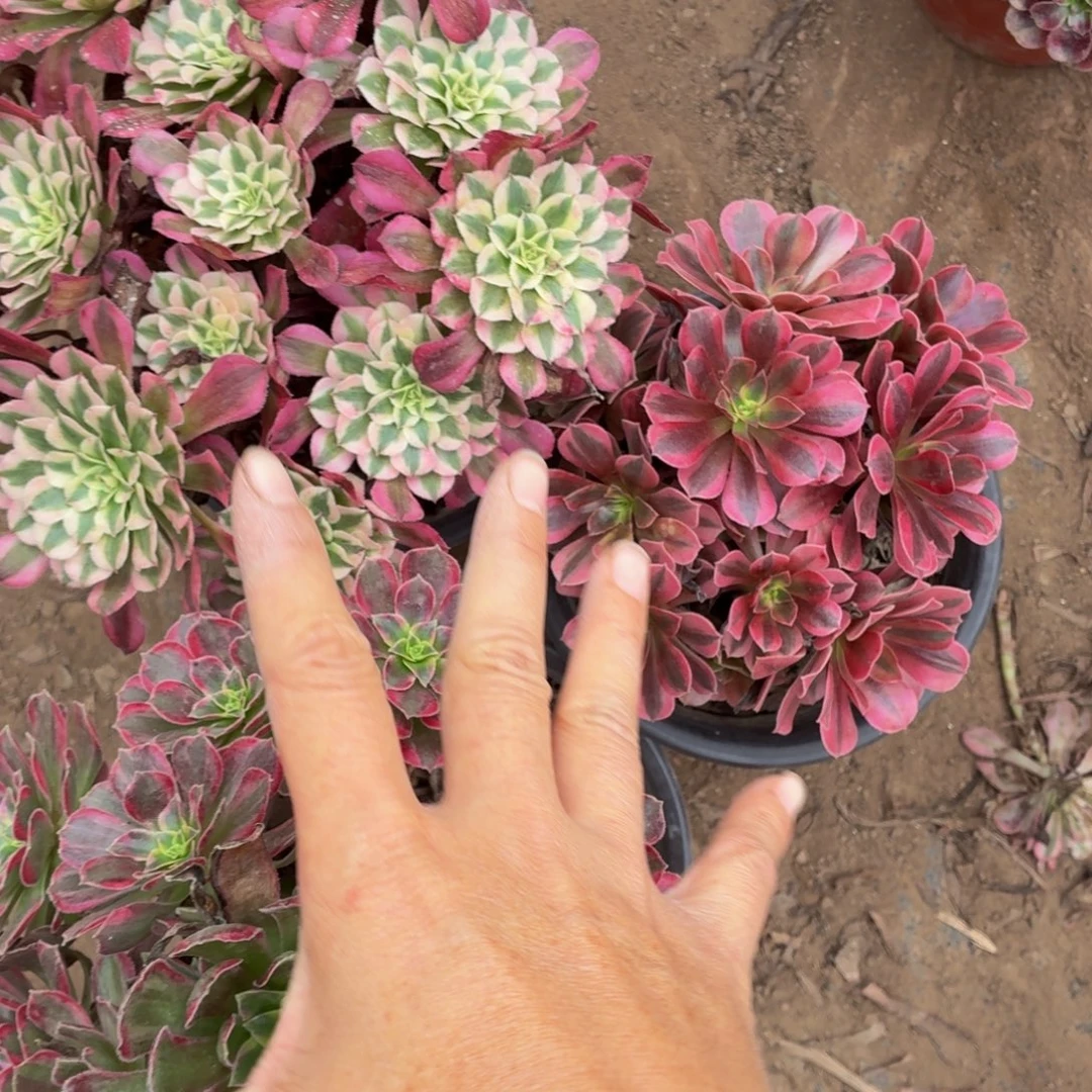 红铜白安娜美杜莎各一棵