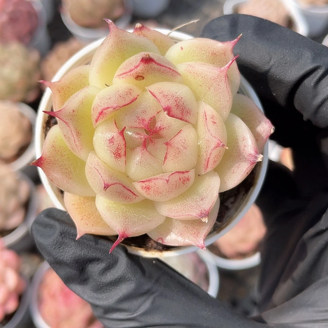 优选麦秆精品272