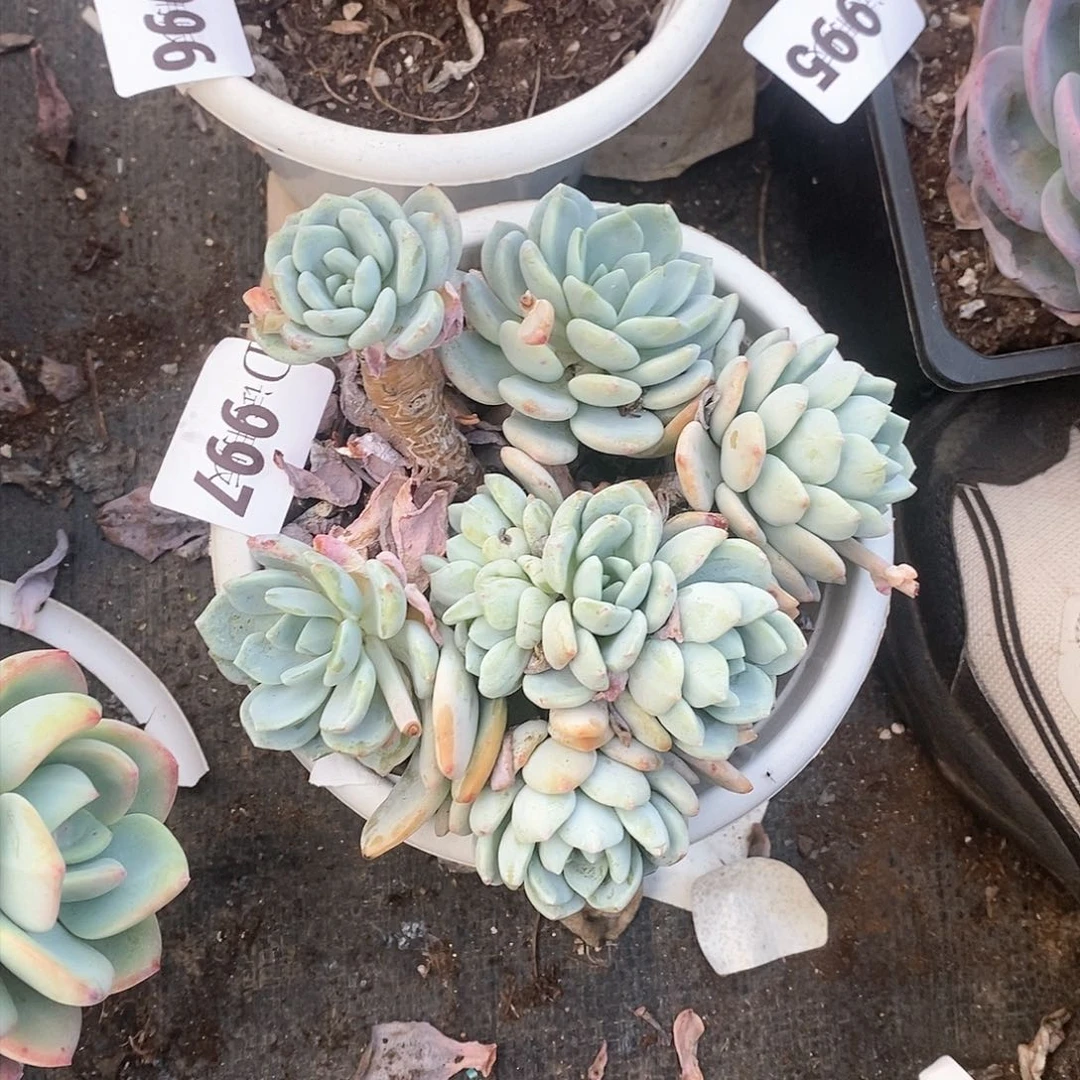 关* 97冷香多肉植物