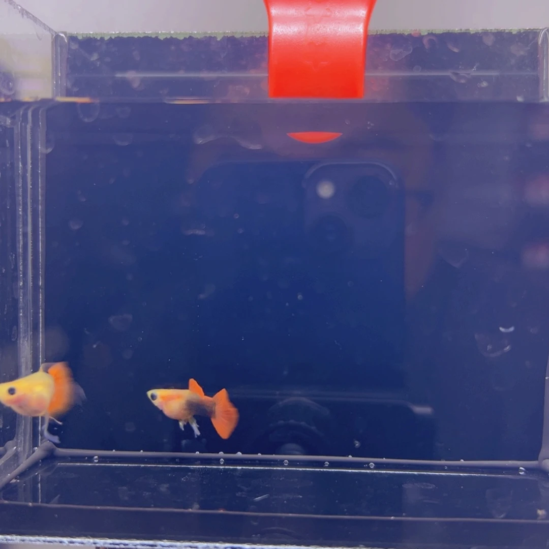 孔雀鱼玻璃猫孔雀鱼8