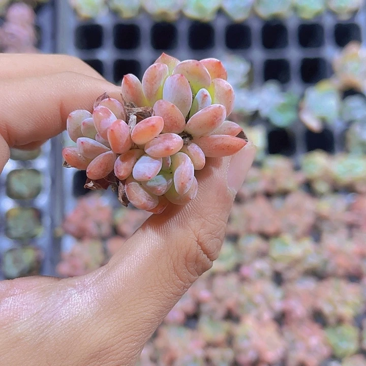 精品全明星群多肉植物
