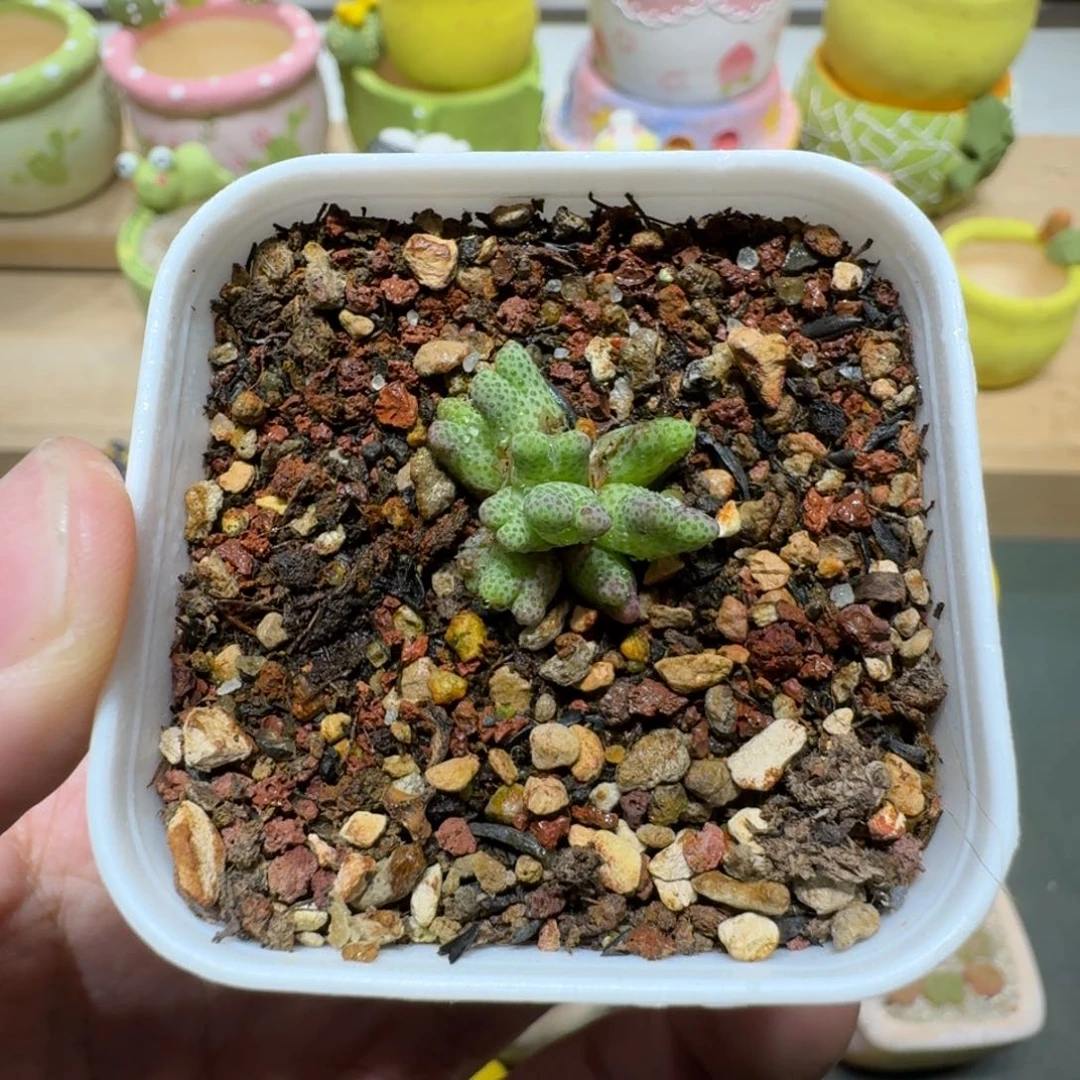 蘑菇309一颗955d斑马斑马