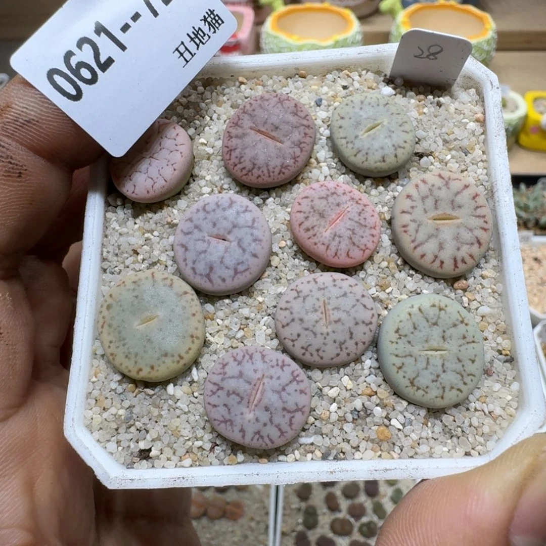 い***白0621-072生石花花