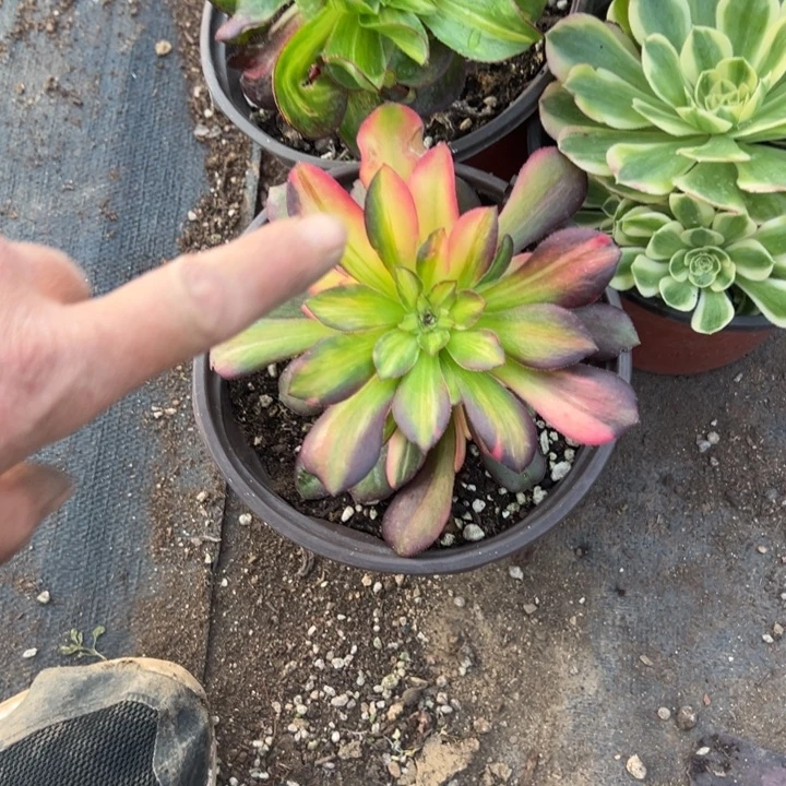 茶***现多肉植物192不售后