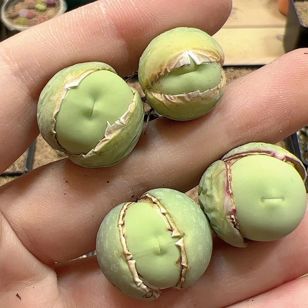 【闪购商品】253 鸽子蛋