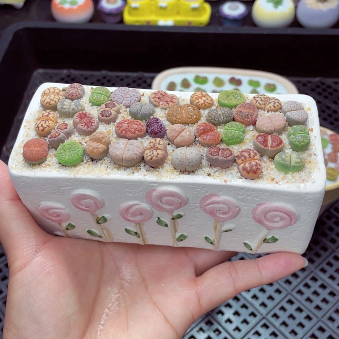 w7917 带盆土发货一物一拍