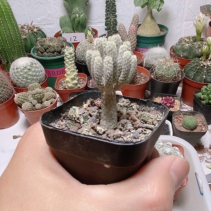 无花朵多头牧师仙人球g g g