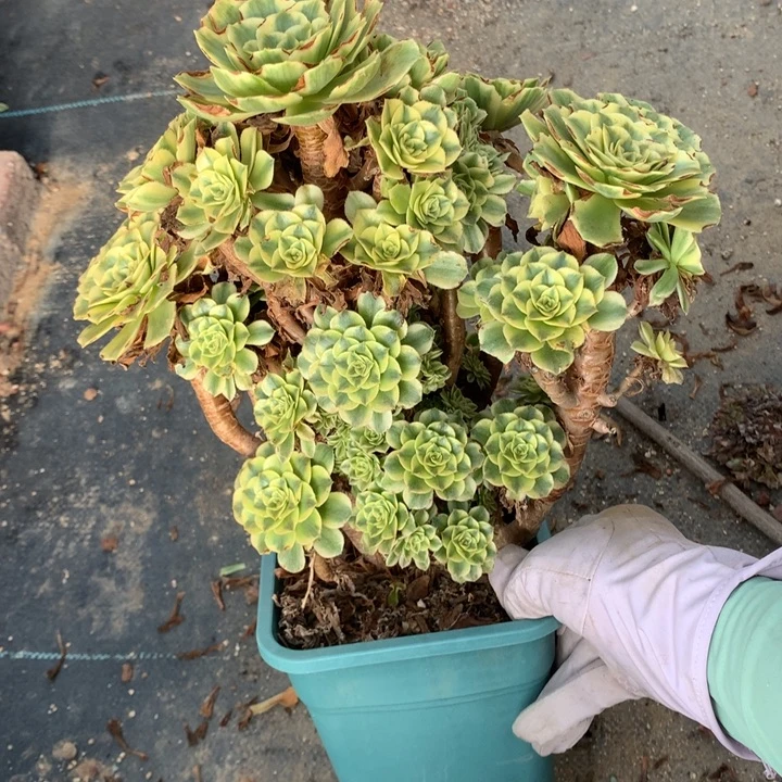 碧玉朵朵脱土发货