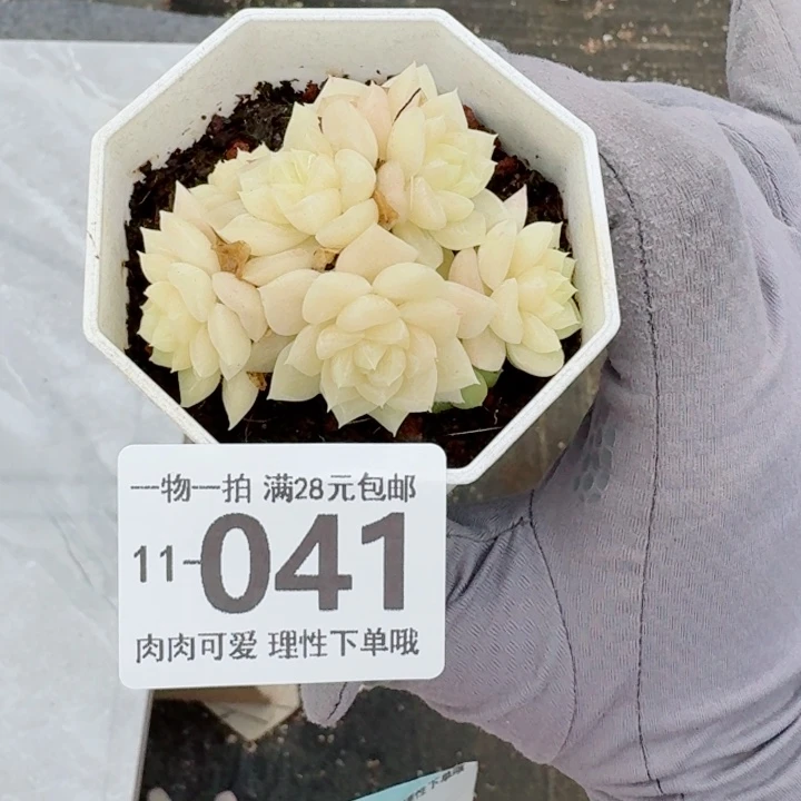 白天鹅无盆土发货无盆