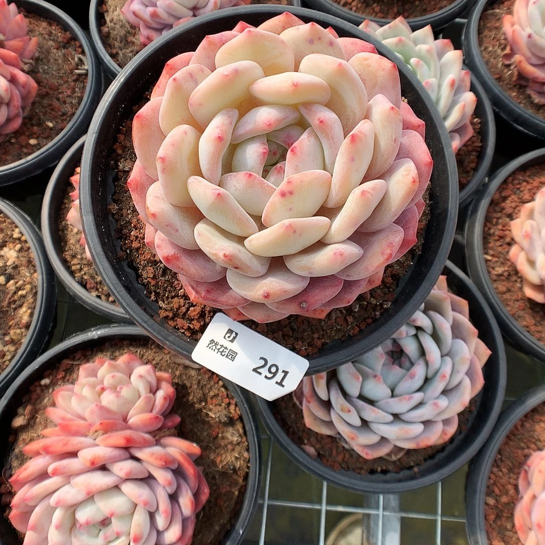 292梦露多肉植物6666