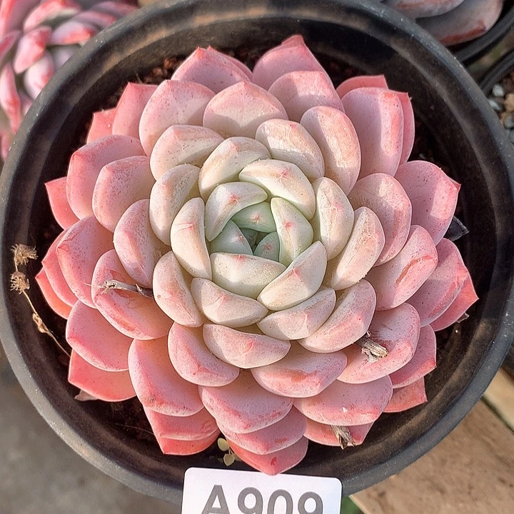 重****肉海洋之心A909号ll