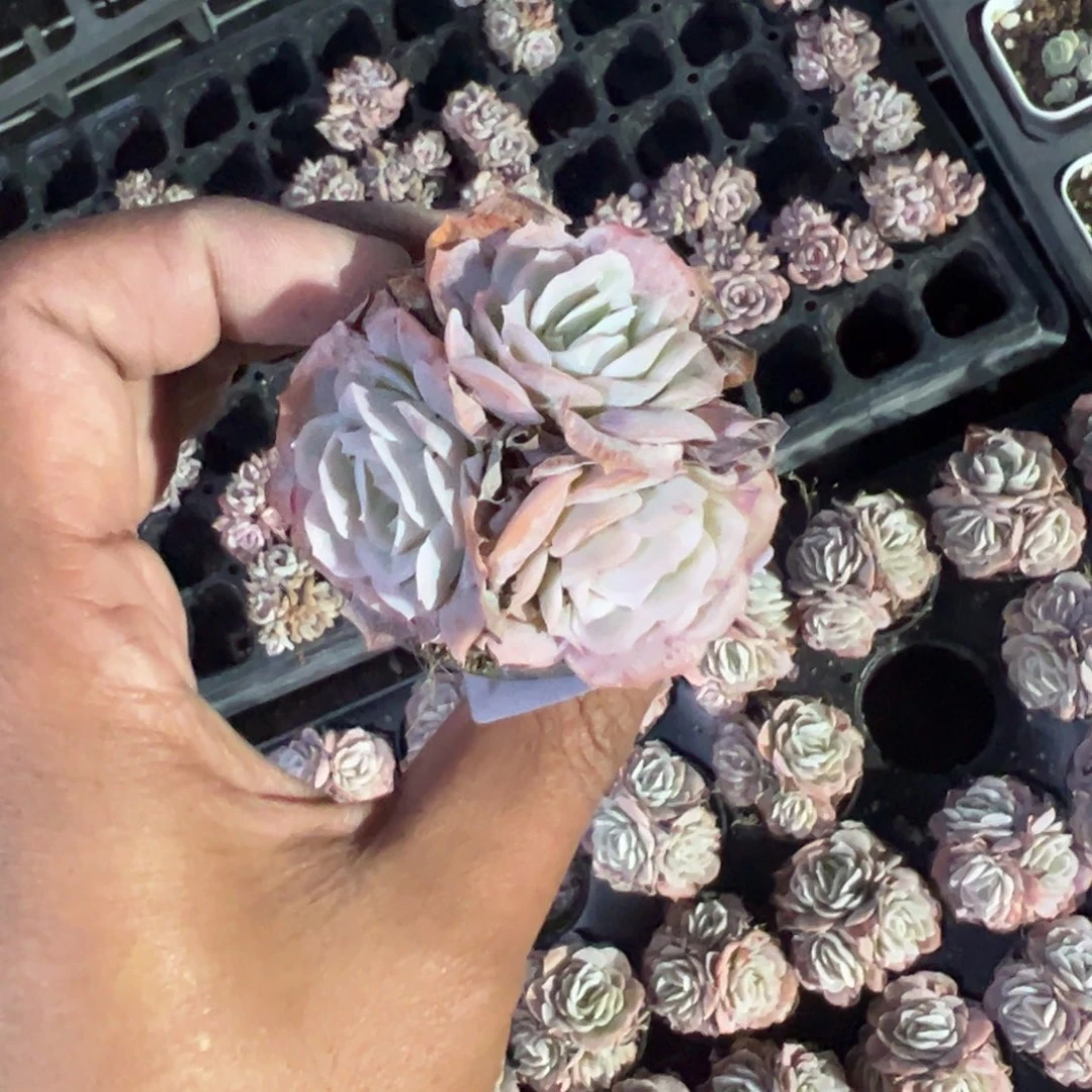 723号新品卷边三头群一物一拍