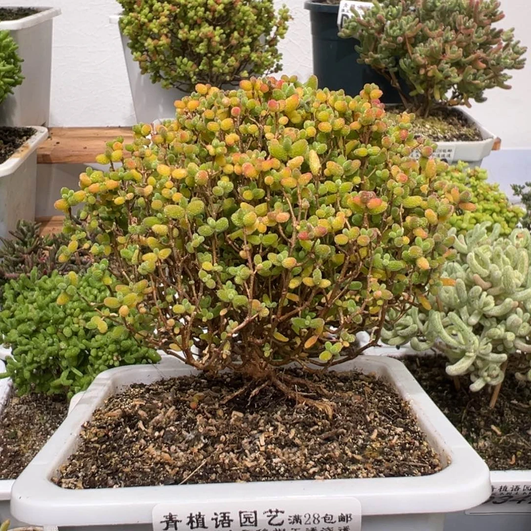 d3520蜜桔糖球枝干