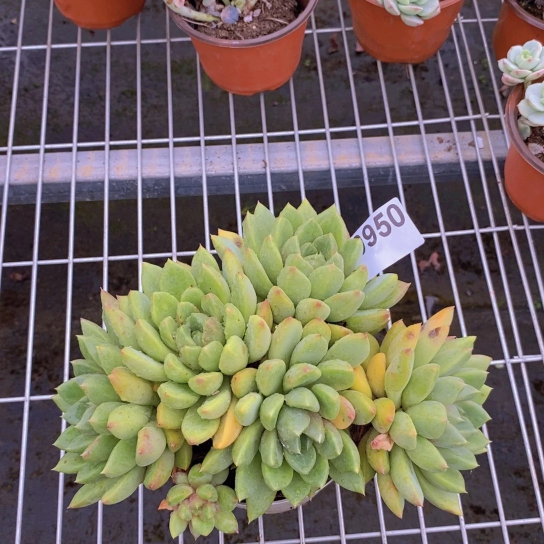 0950象牙多头一物一拍