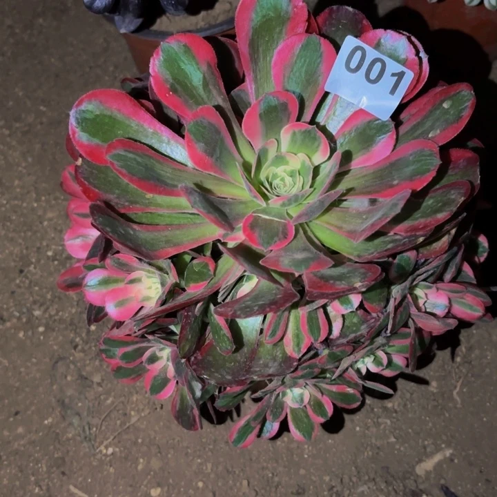 001女郎多头多肉植物