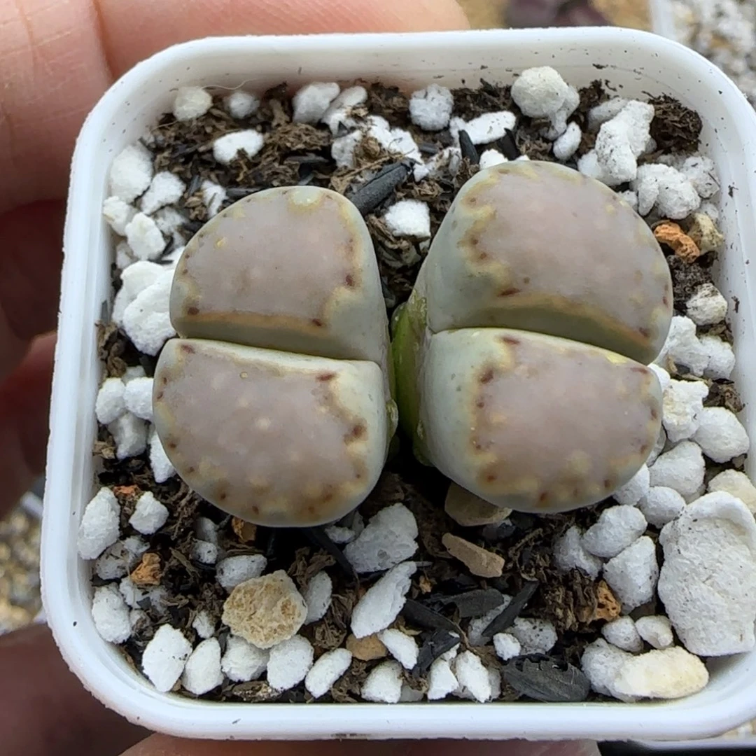双头饼干清框福利30包邮