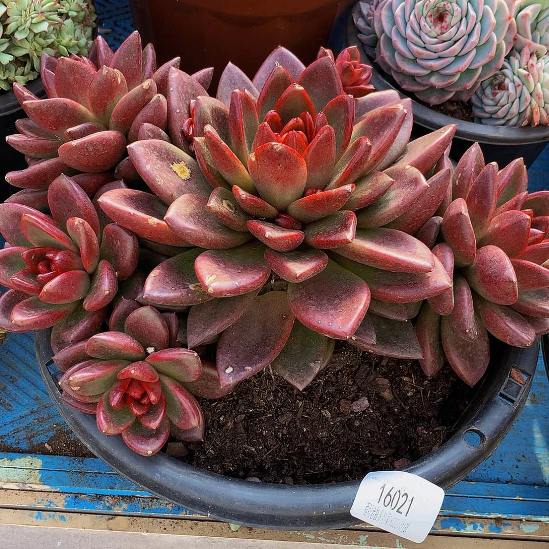 用***5丰沛玫瑰16021多肉多肉