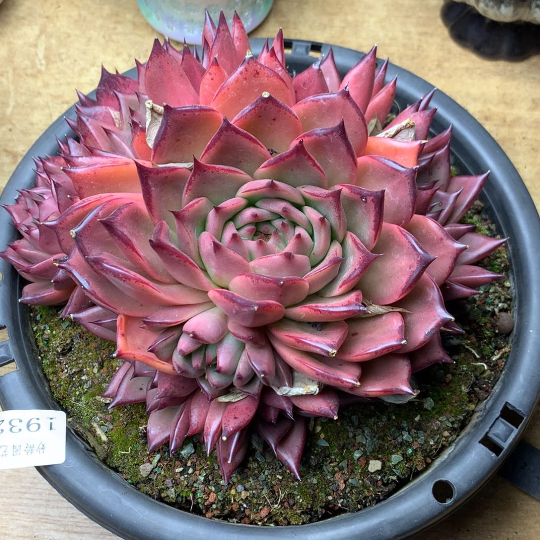 老****铺2932杂交精品基地21厘米