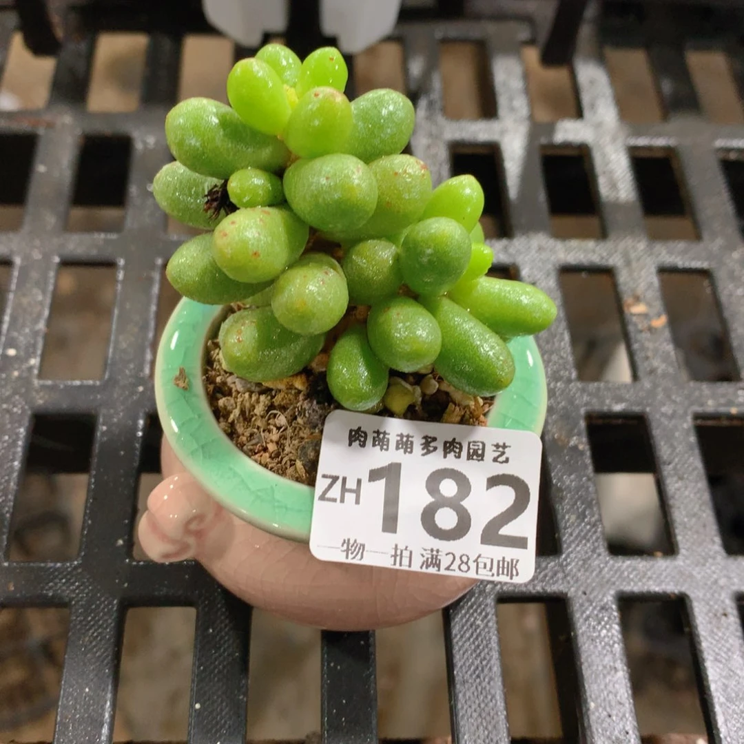 肉萌萌拇指盆精控多肉ZH182