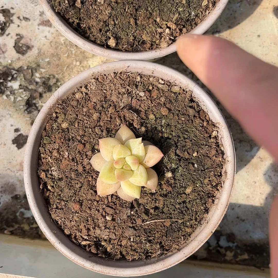 金**蓝寄养链接的肉肉的肉肉