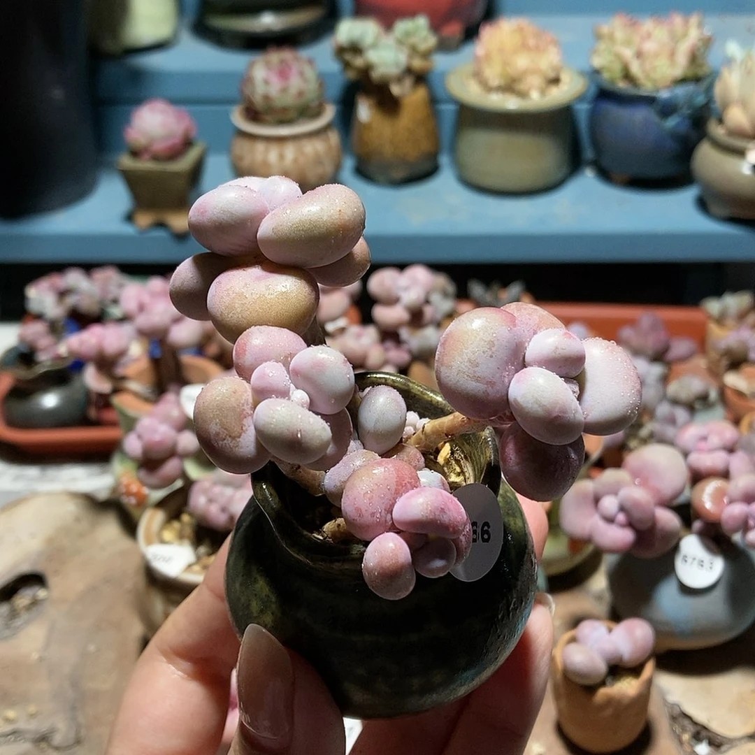 5766糖果腰子蛋带盆土