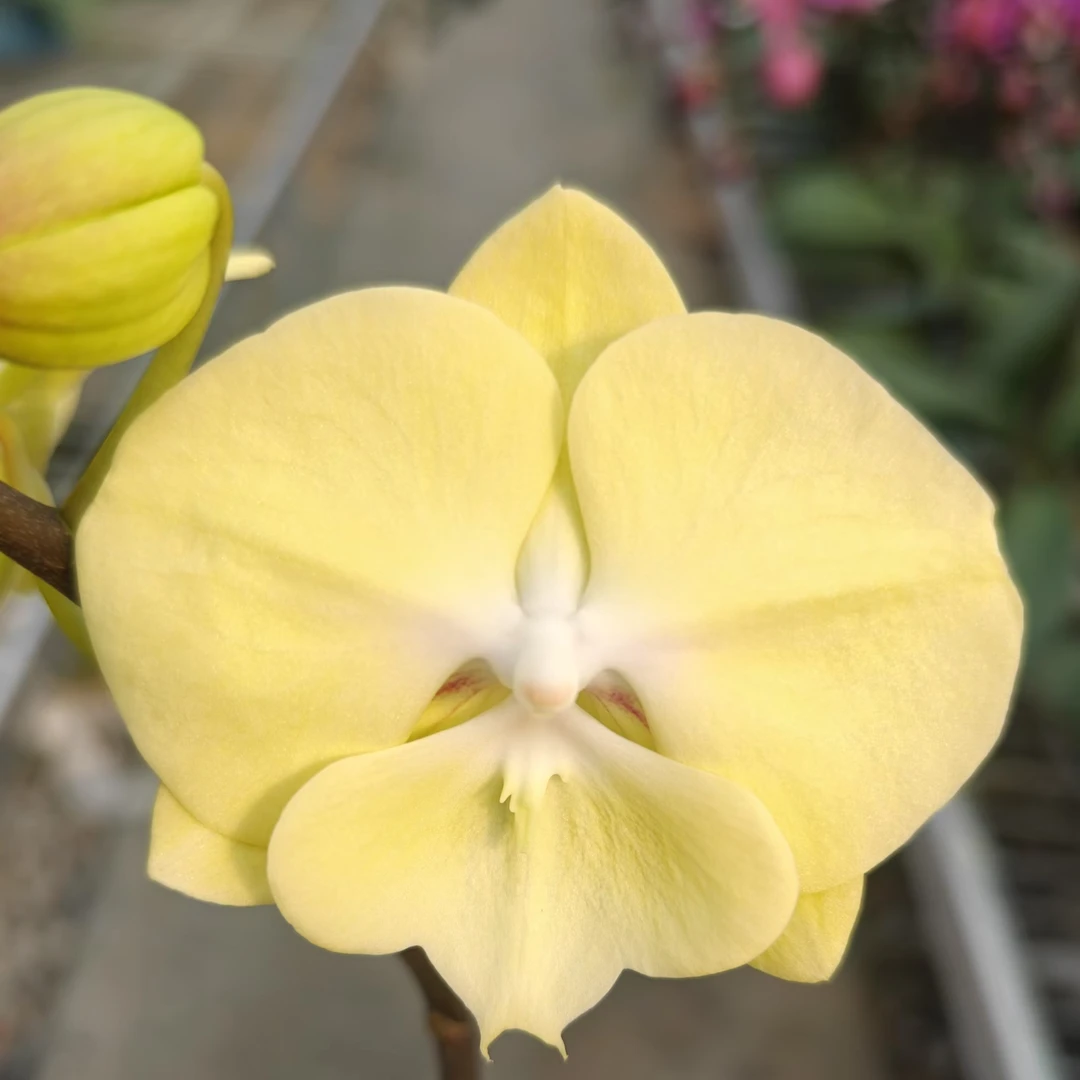 {香草冰激凌}   蝴蝶兰  基地直发