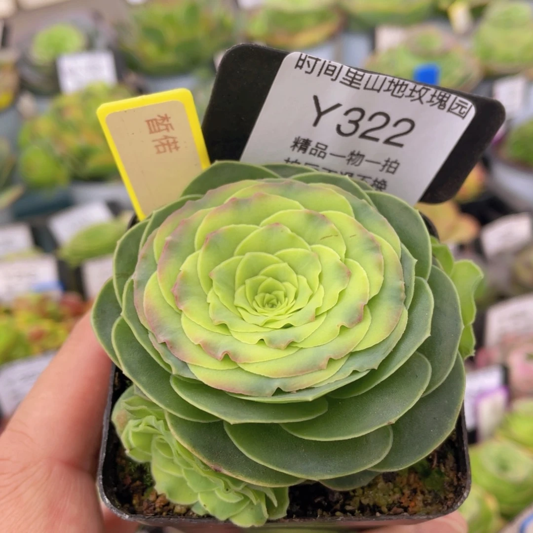 皙偌福利322一物一拍