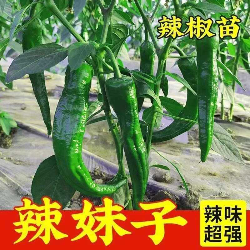 特辣辣椒苗辣妹子秧苗正宗土辣椒种子干辣椒薄皮青椒四季庭院阳台