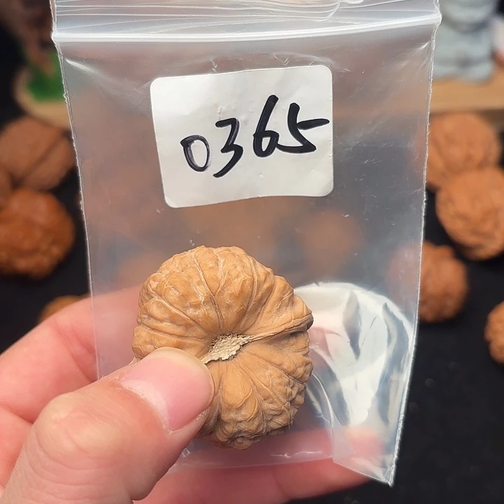 文玩核桃把件42 尺  南瓜墩   0365