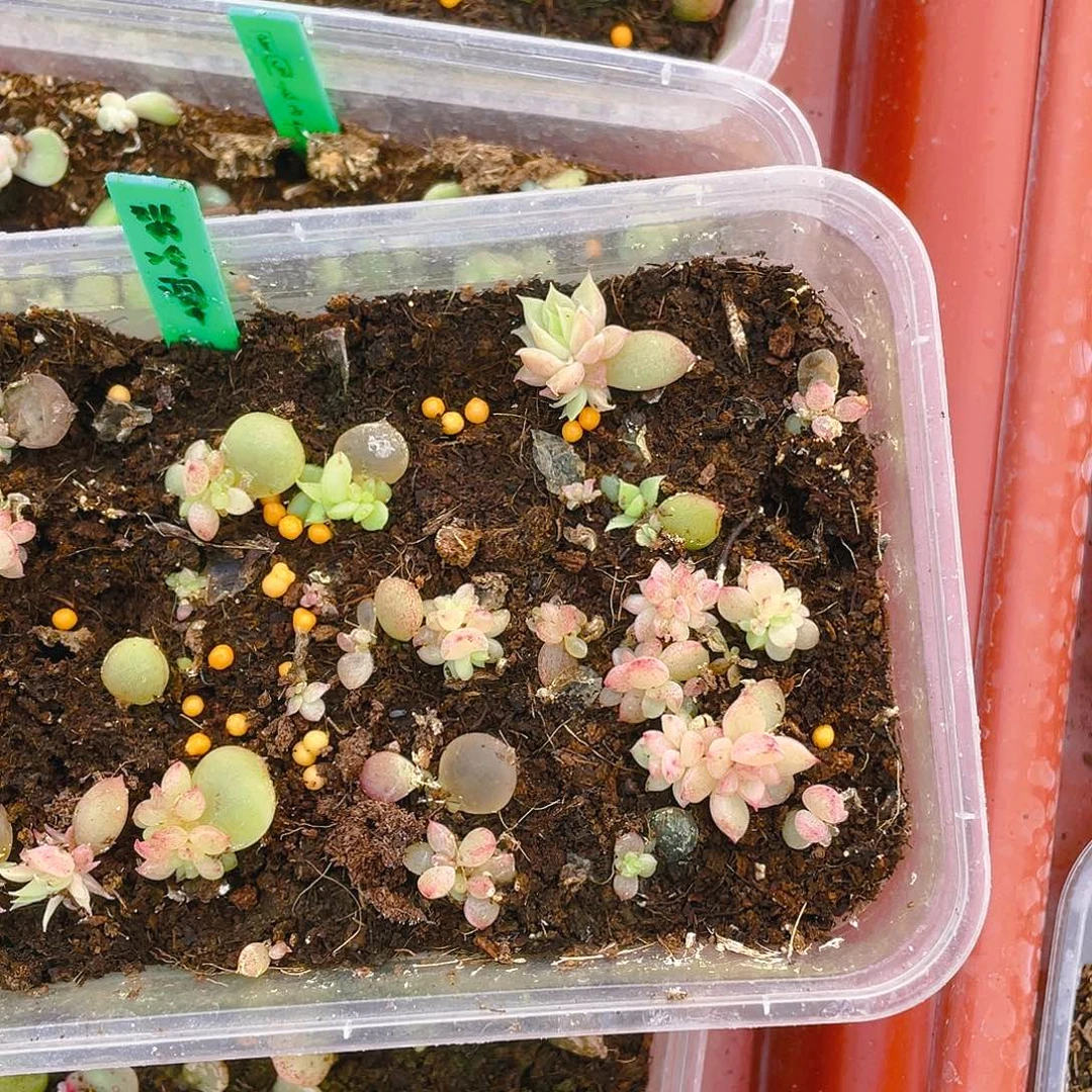 翡冷翠苗一个满25包邮