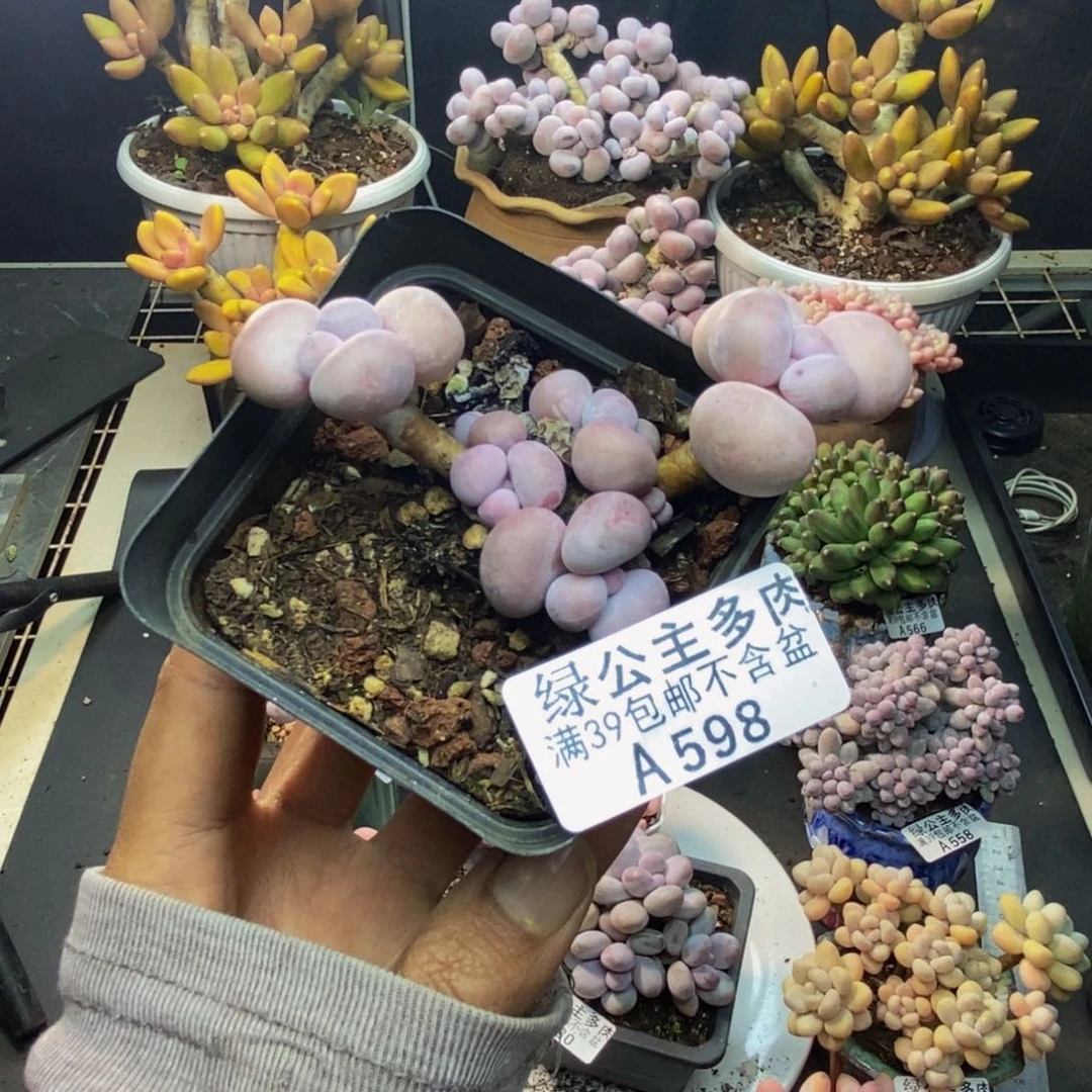 598橙奶多肉肉6c m