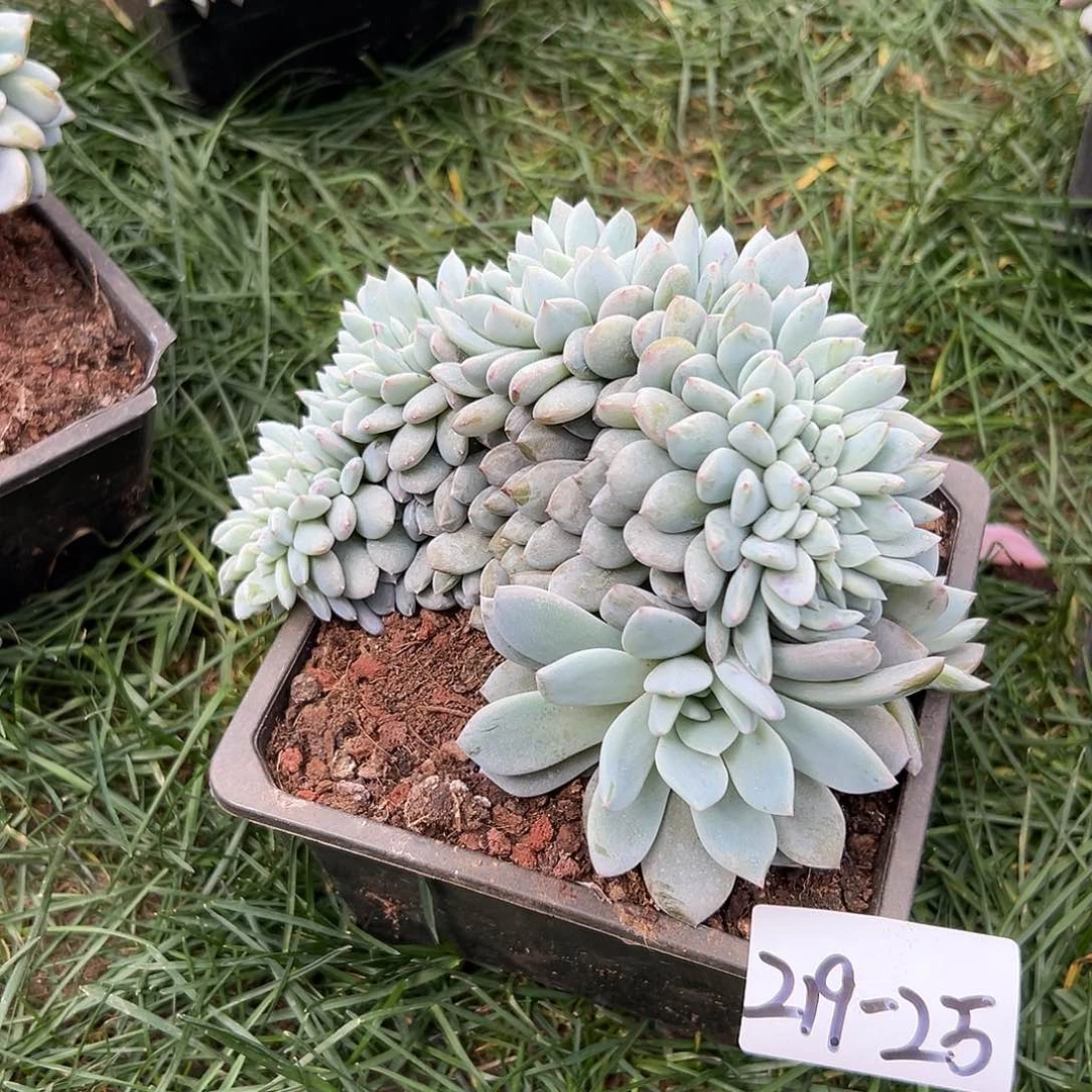 219-25橙子缀叶插多肉