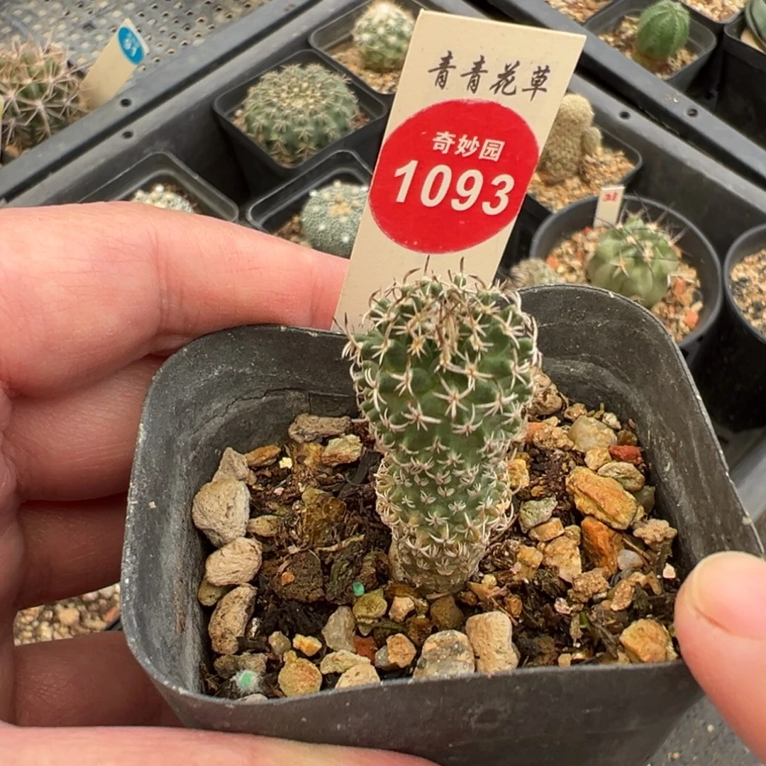 实生海胆娇丽一棵仙人球