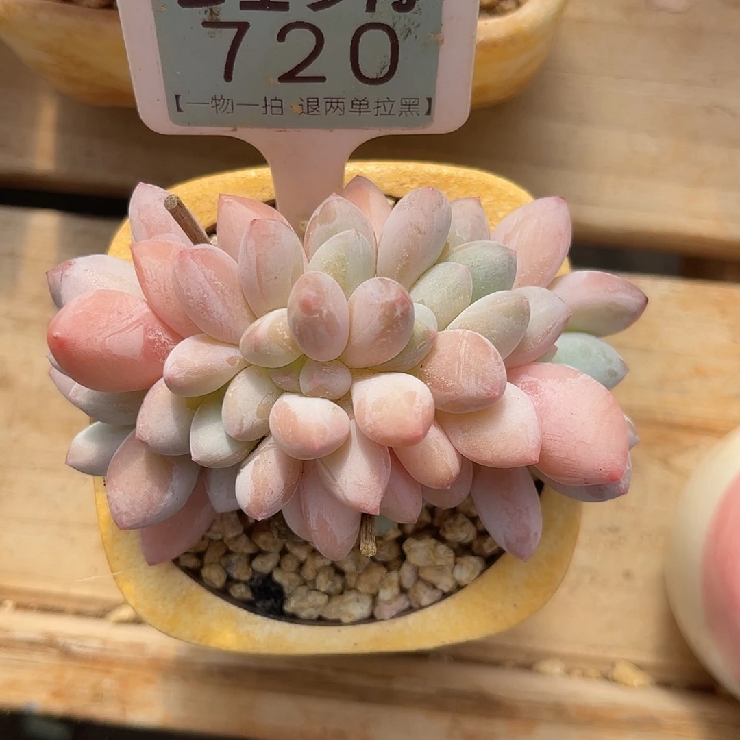 >****云尘多肉一物一拍不含盆 720,