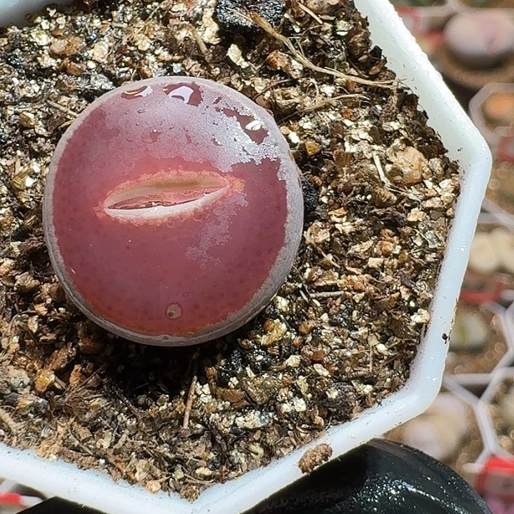 生石花2333:   191