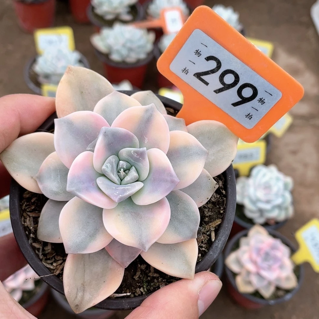 【闪购商品】299号