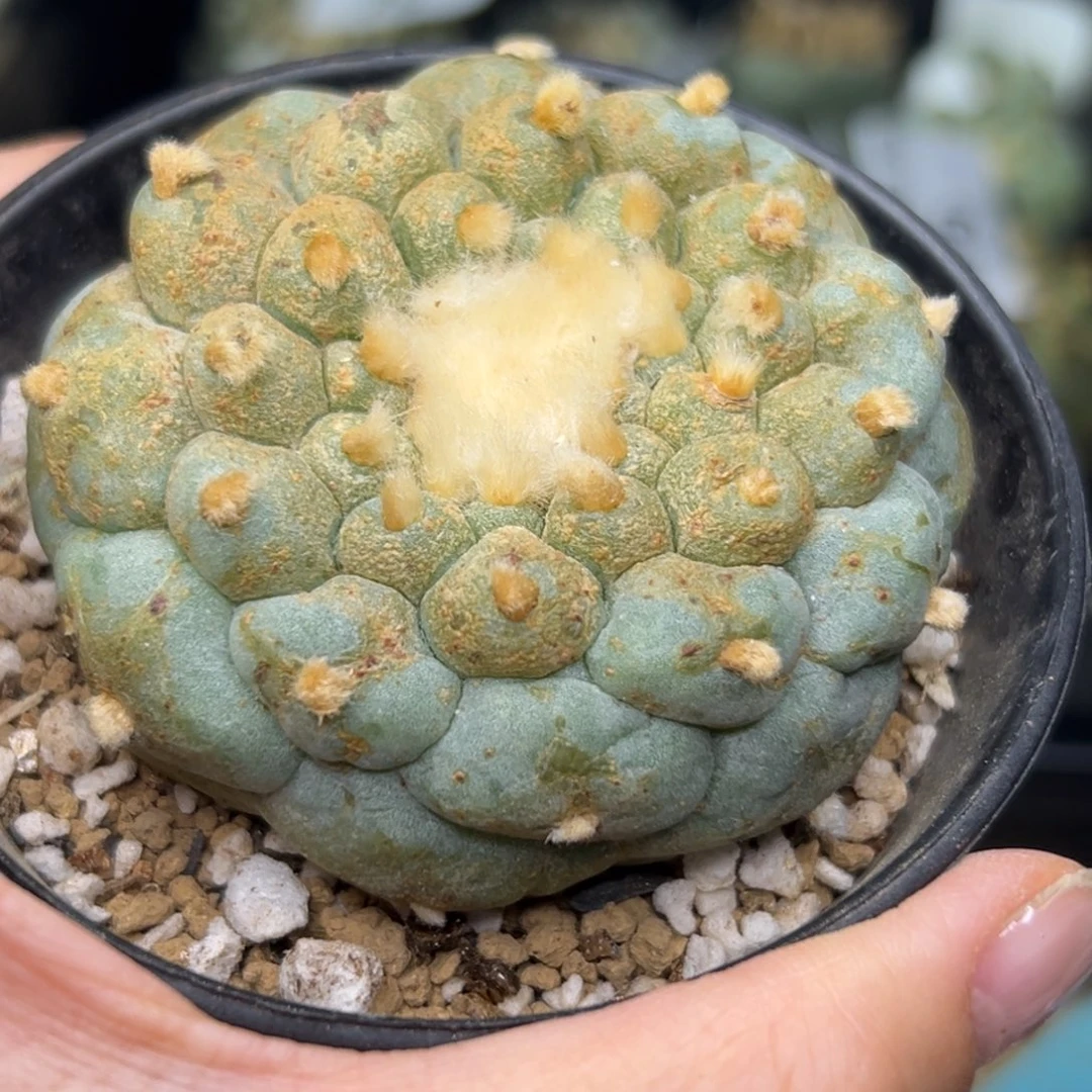 风*82 有根 仙人球的世界