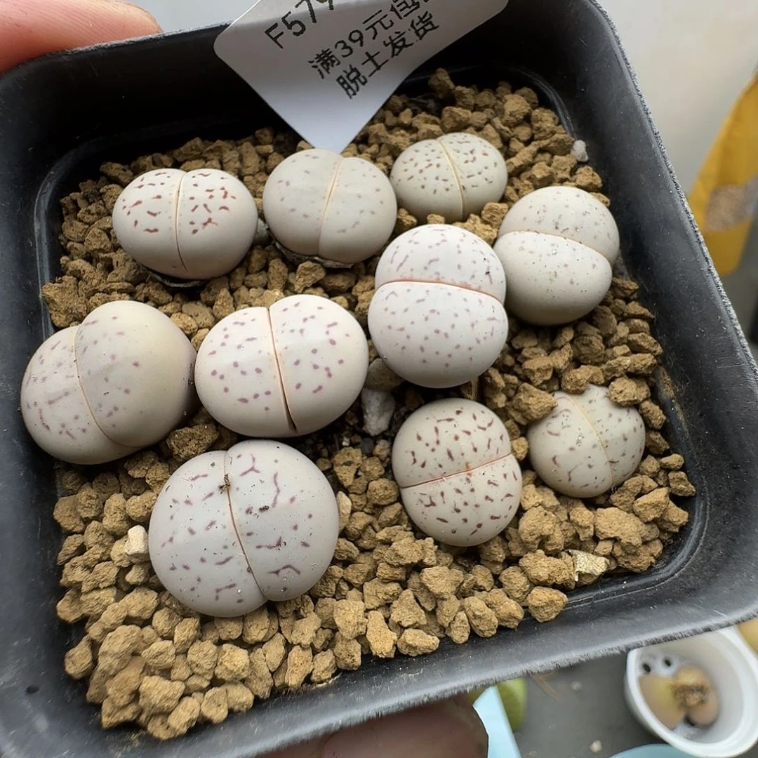 苏***珂579带盆发货哈哈哈哈哈