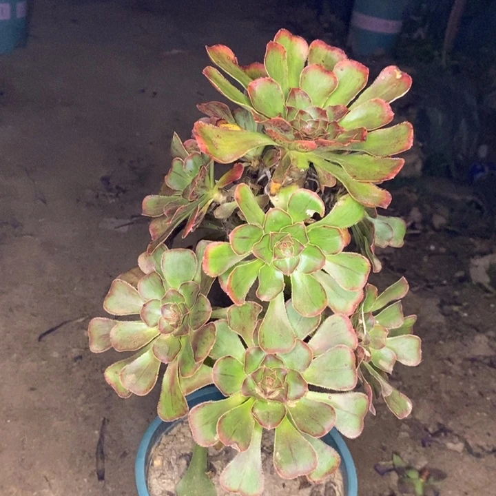 拉丝锦多肉植物66