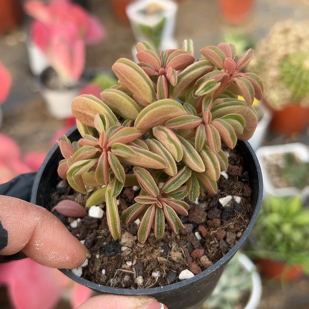 多肉植物玛格丽特椒草