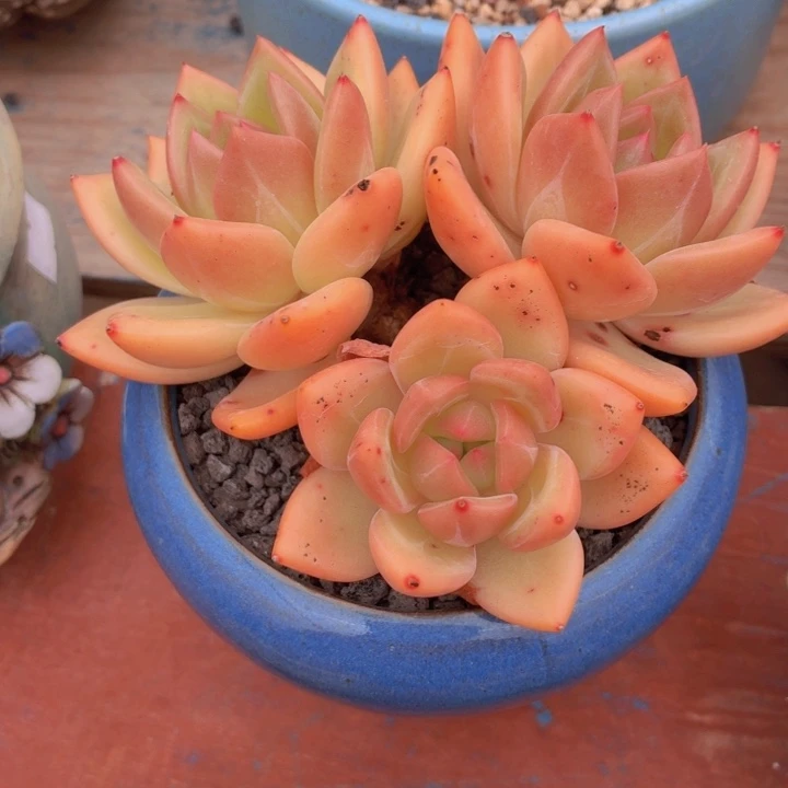 多肉乐园金香槟福利