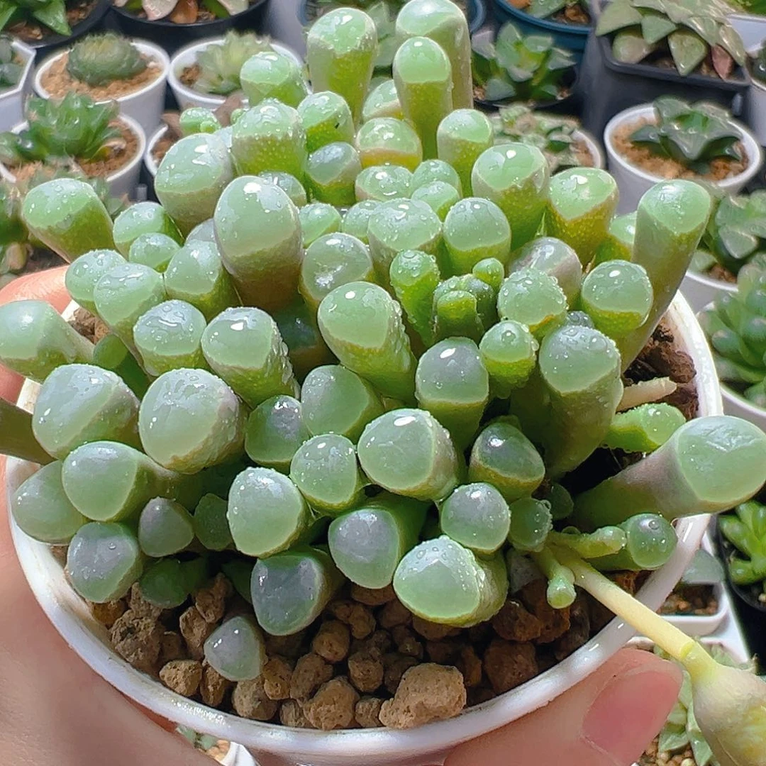 五十玲玉玉露多肉多肉