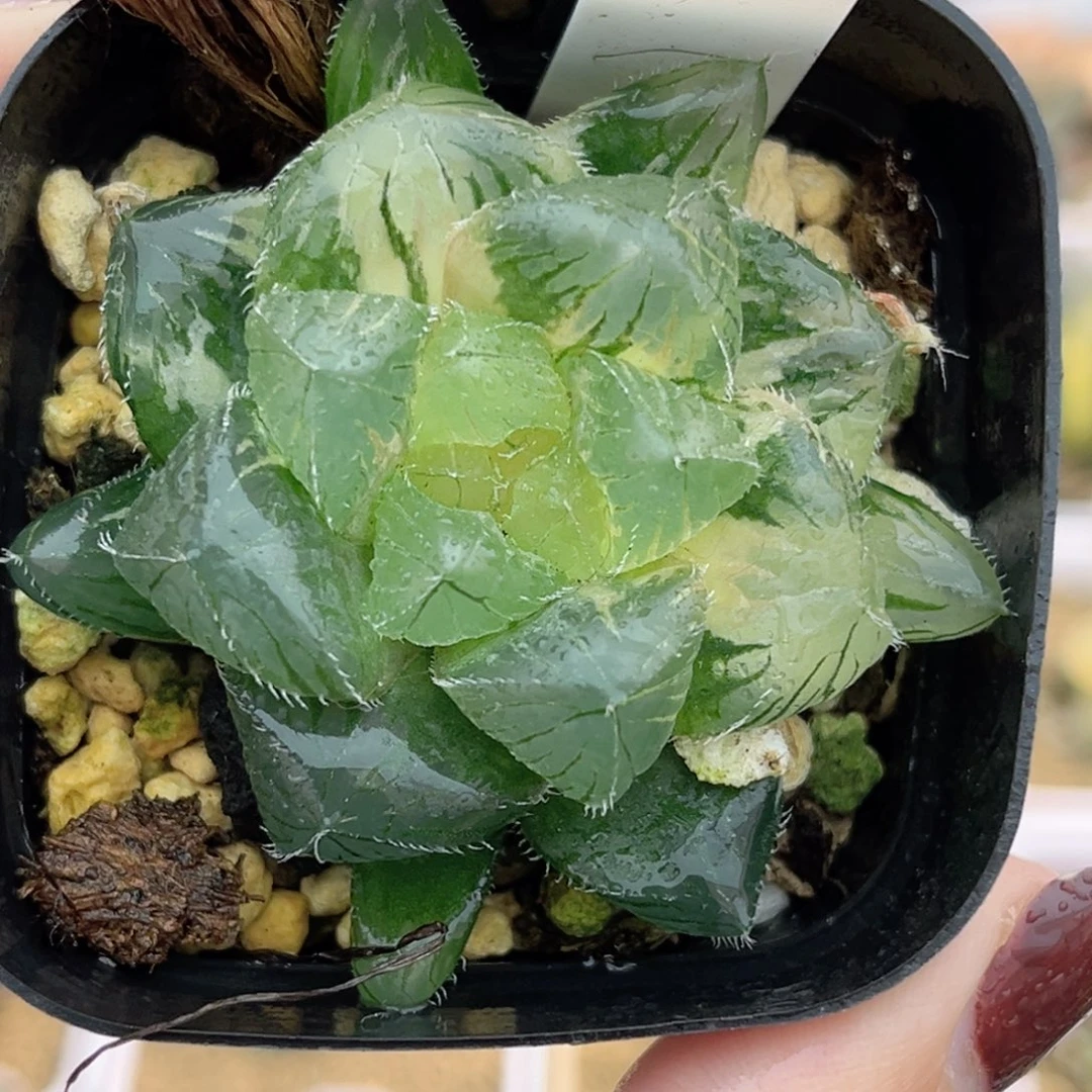 27冰魄玉露锦福利专场