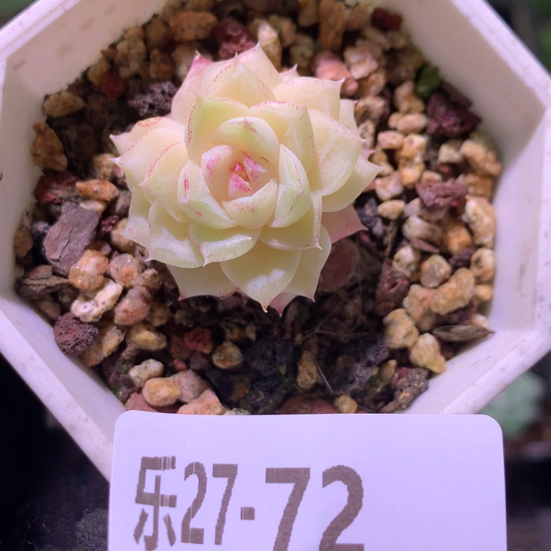 乐然27-72 白天鹅